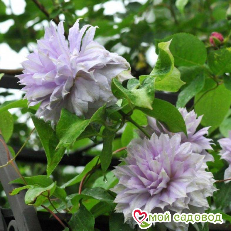 Клематис Бель Вокинг ЗКС