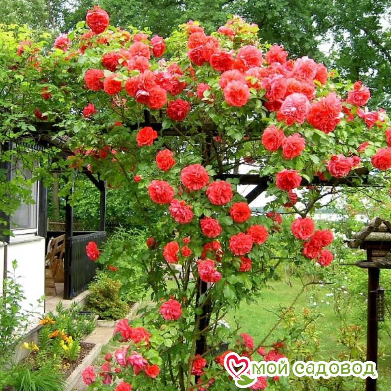 Роза Майнтауэр