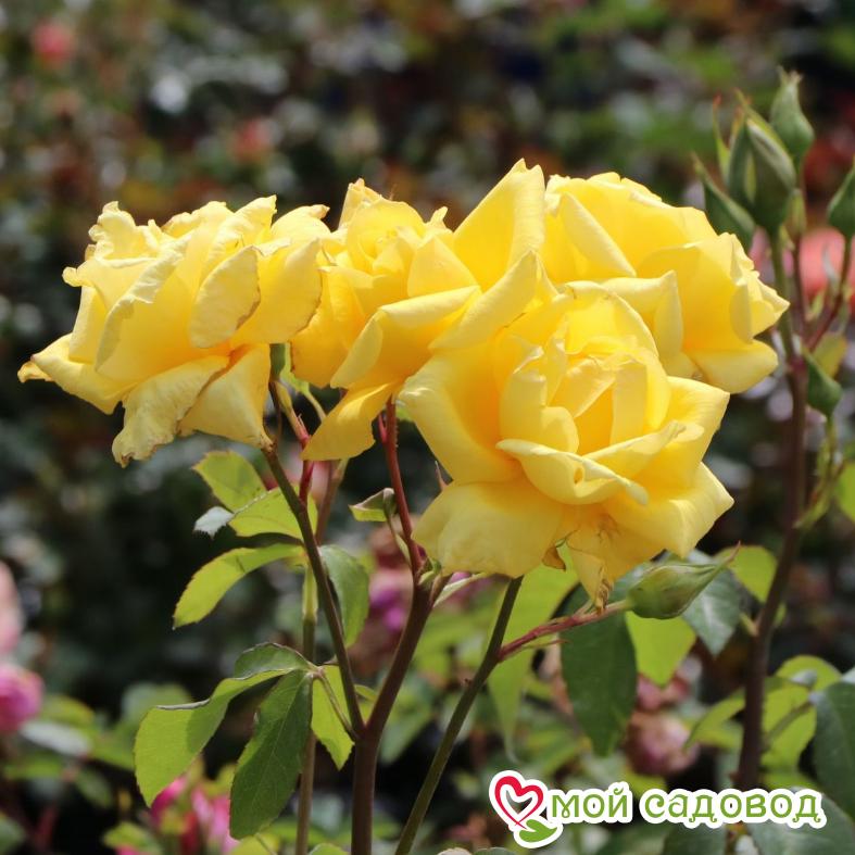 Роза Ландора