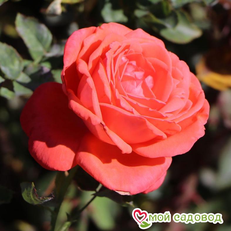 Роза Супер Стар