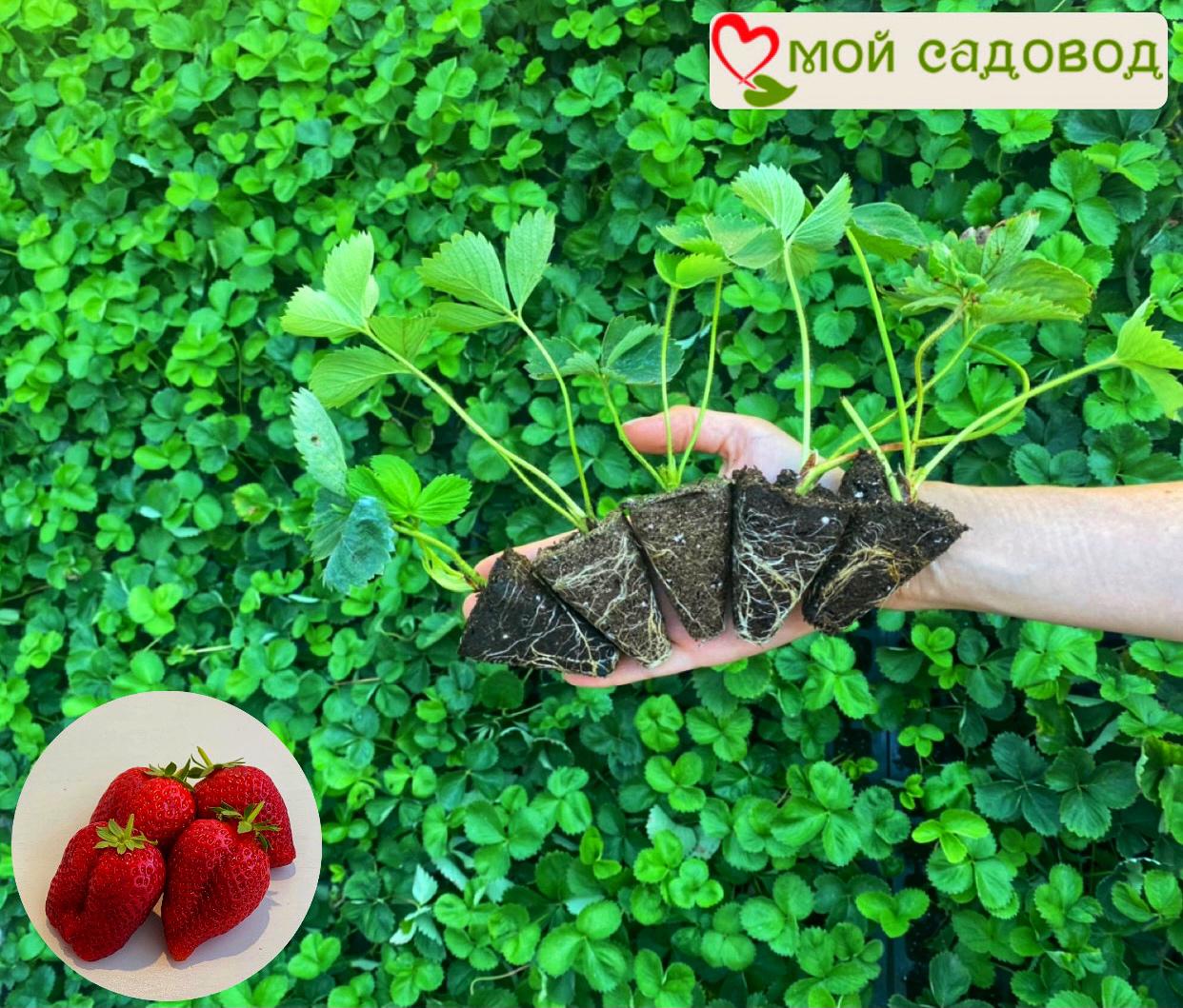 Клубника Лималексия