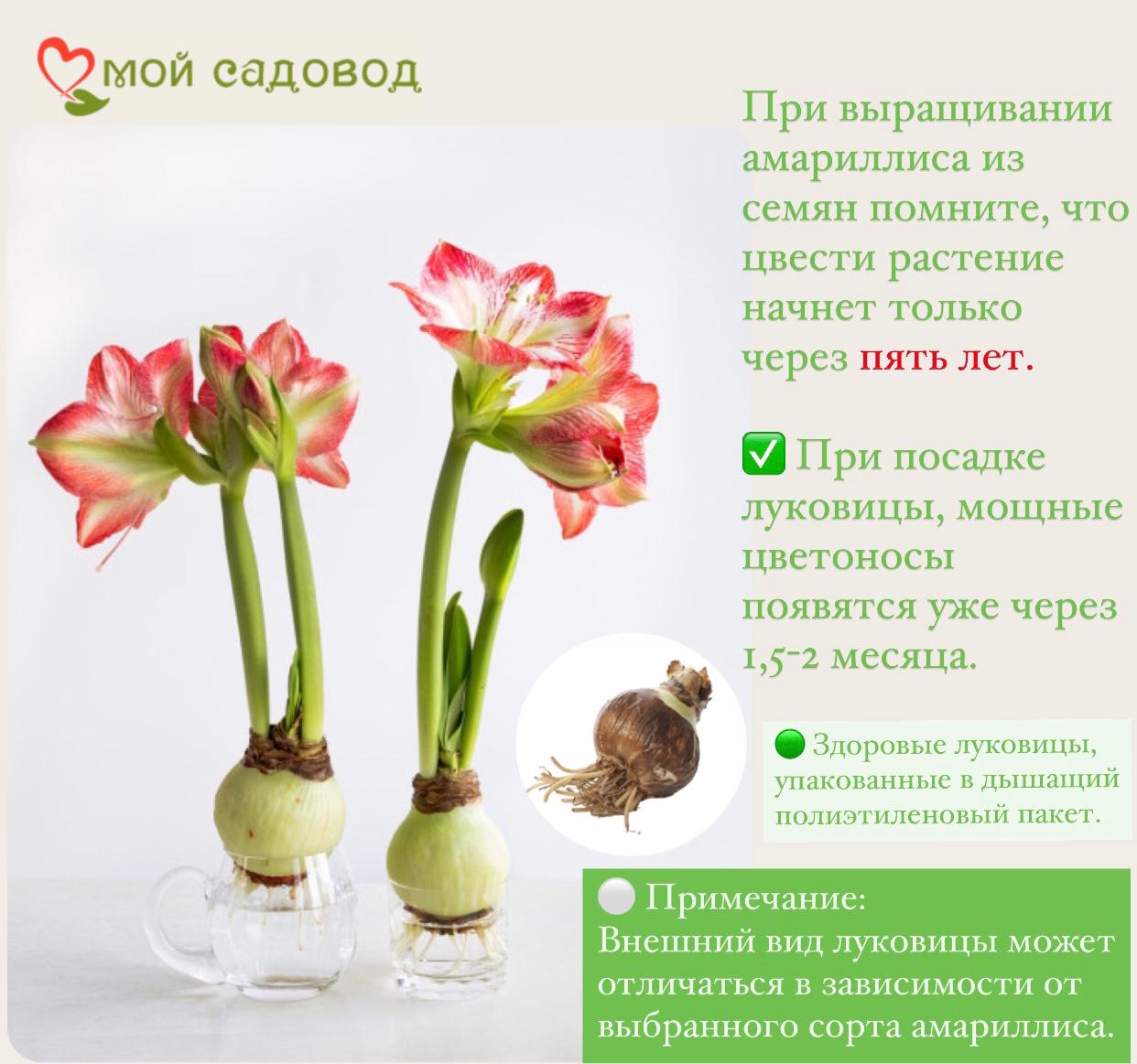 АМАРИЛЛИС ПИКОТИ