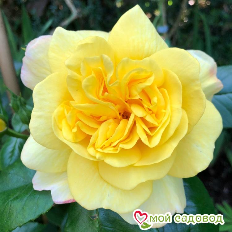 Роза парковая Чайнатаун