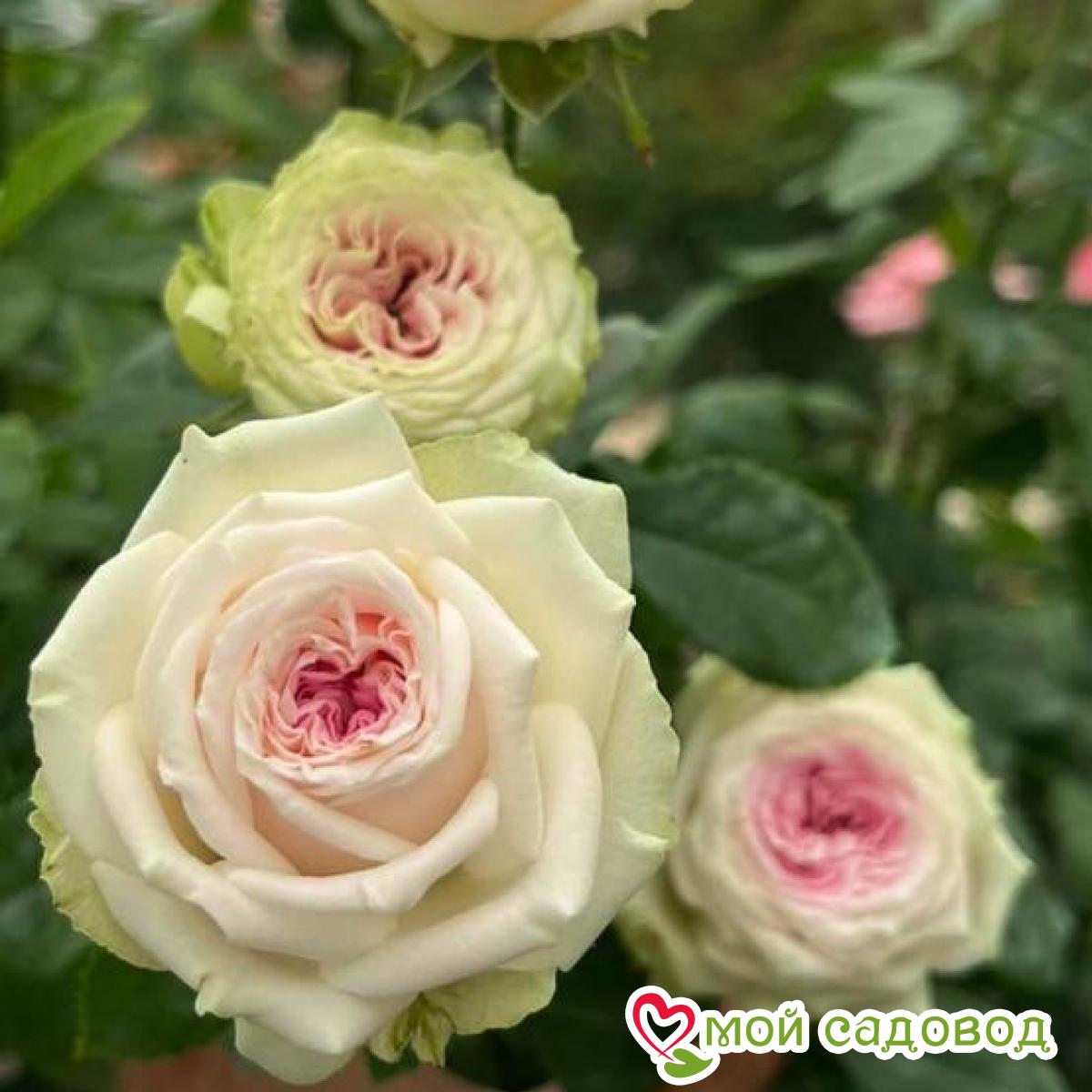 Роза Розаман Жанон