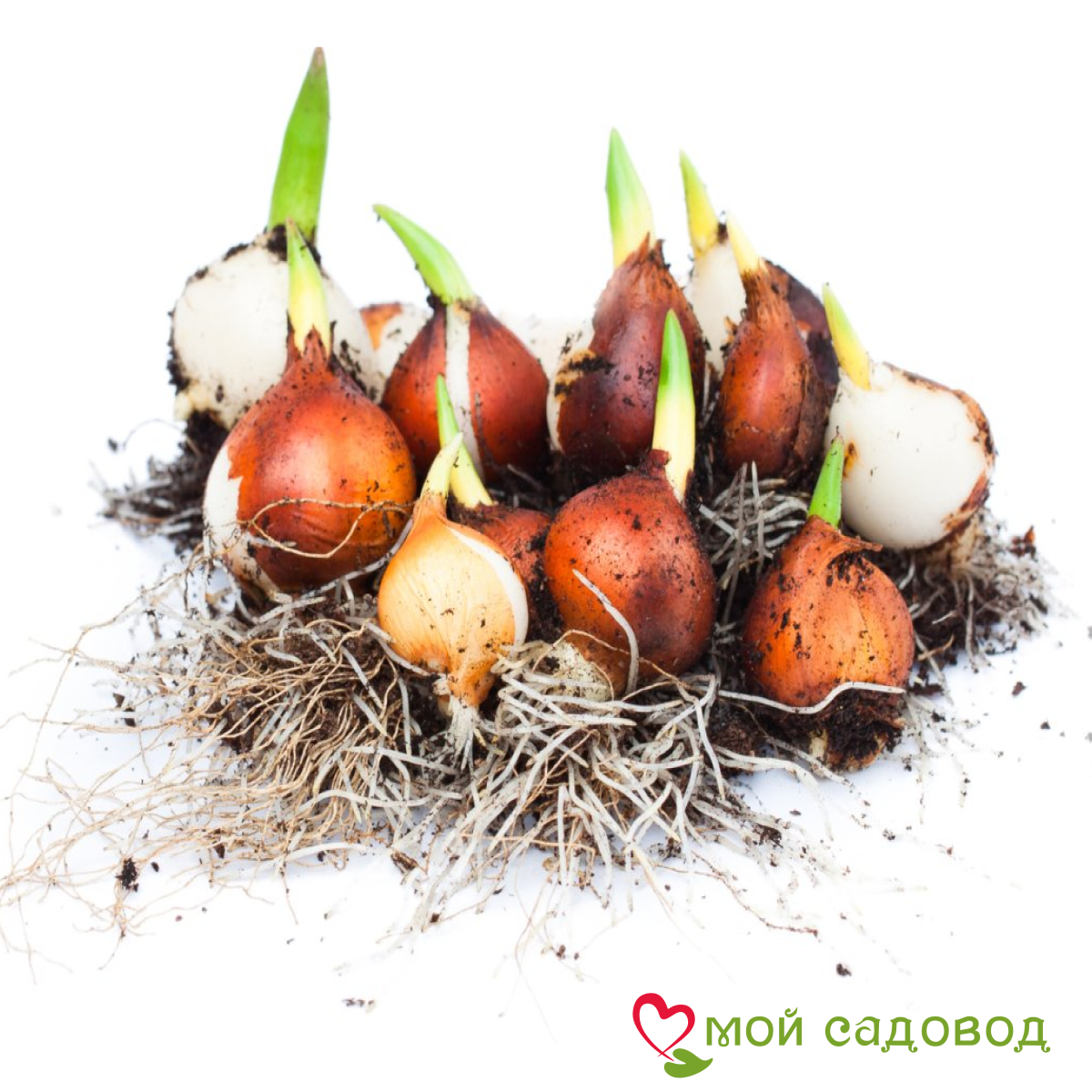 Тюльпан Блэк Перрот